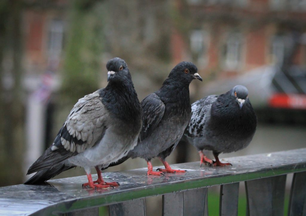 coronavirus-diaries-pigeons-poetry